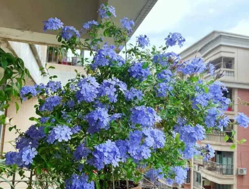 <b>藍雪花養殖全攻略：從土壤到病蟲害，輕松打造四季花開美景</b>