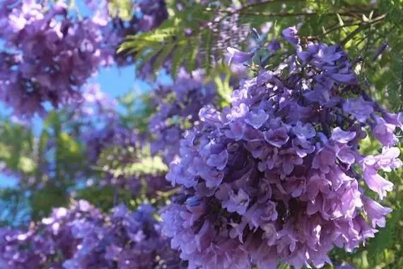 <strong>藍花楹花期揭秘；絢爛花期，紫色浪漫，揭秘城市綠化中的紫色</strong>