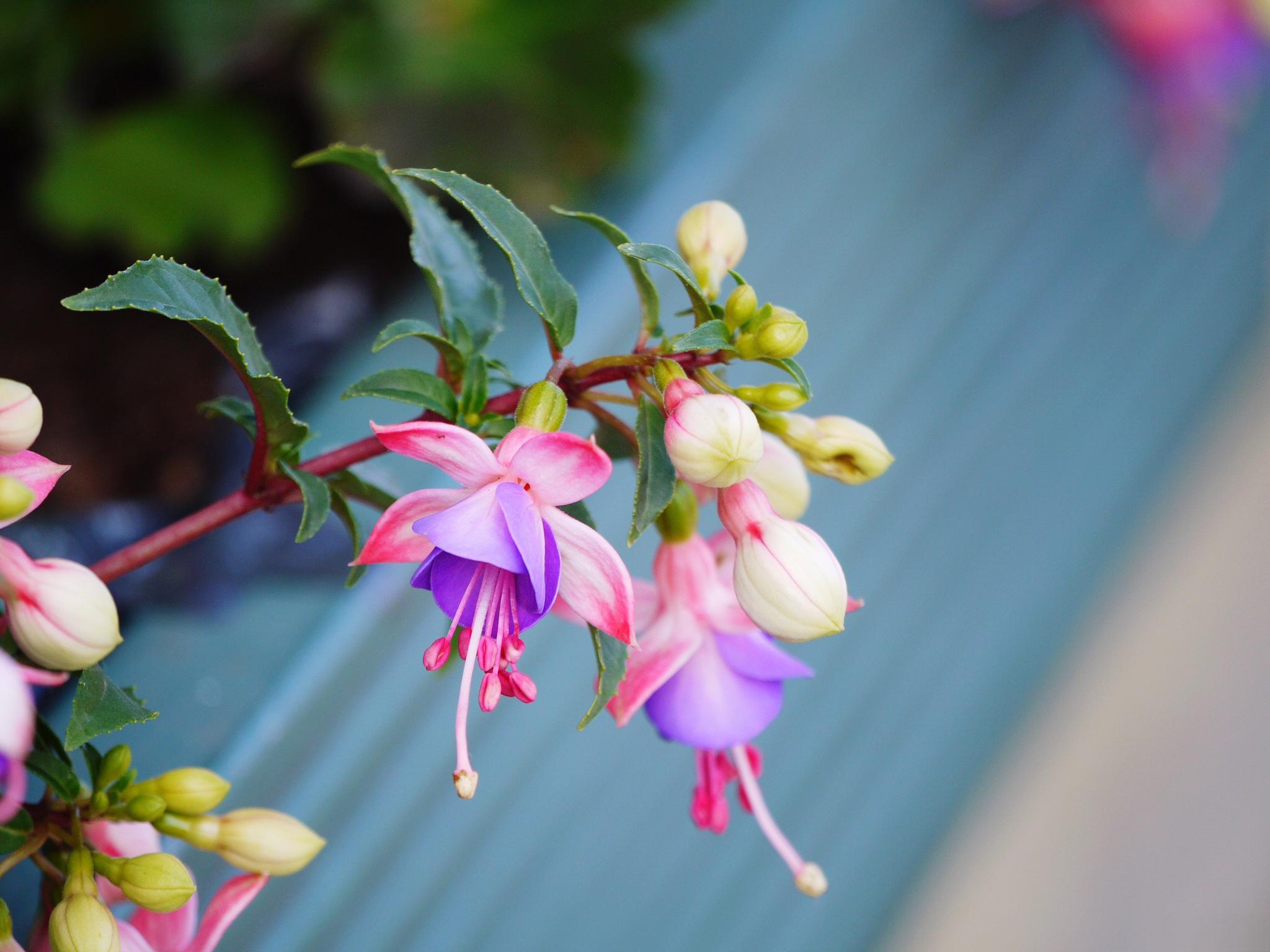 <strong>高溫不怕！瑞香花夏日養(yǎng)護(hù)全攻略</strong>