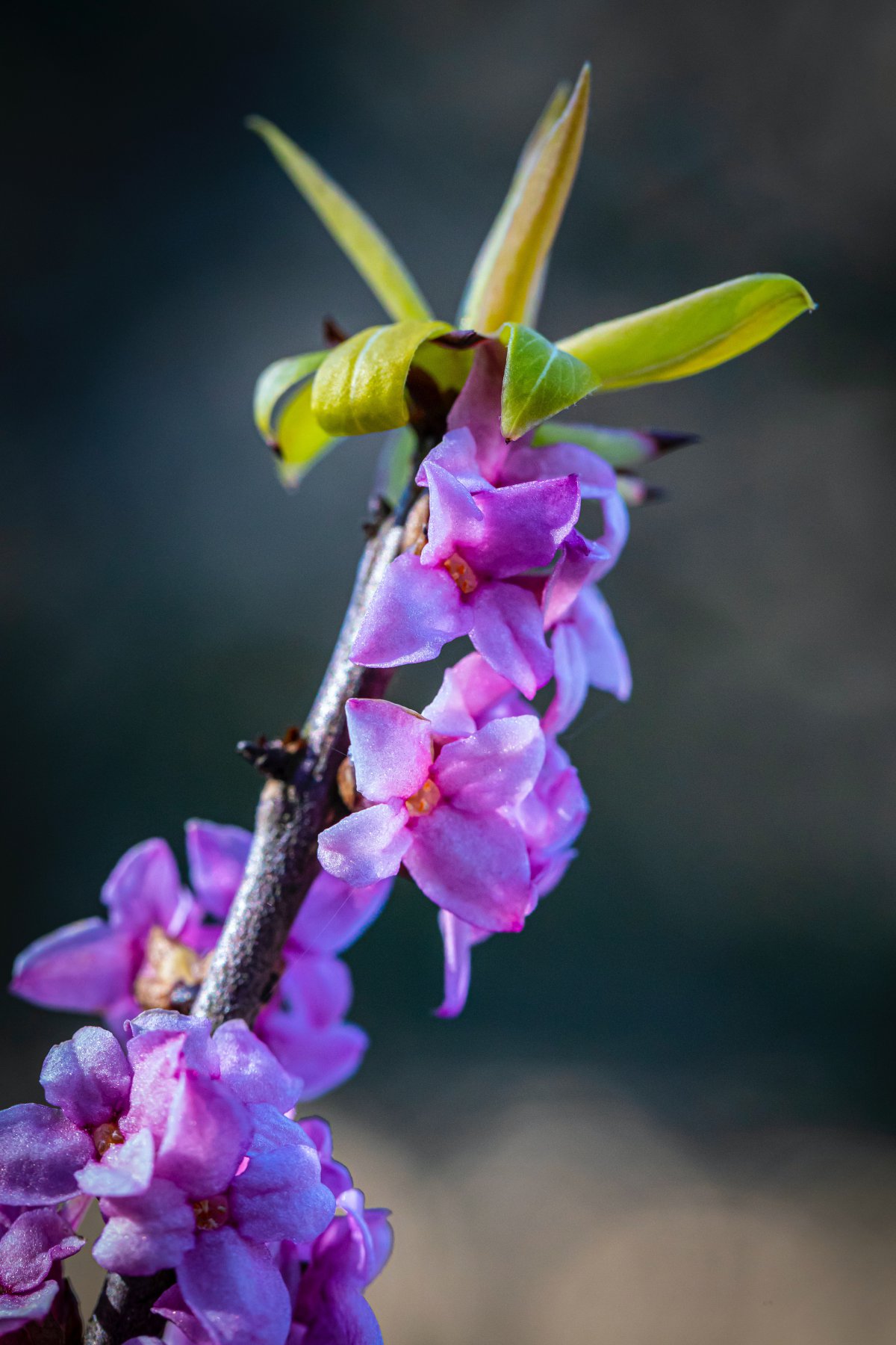 瑞香花花語(yǔ)：濃郁的香氣代表著滿滿的幸福與喜悅