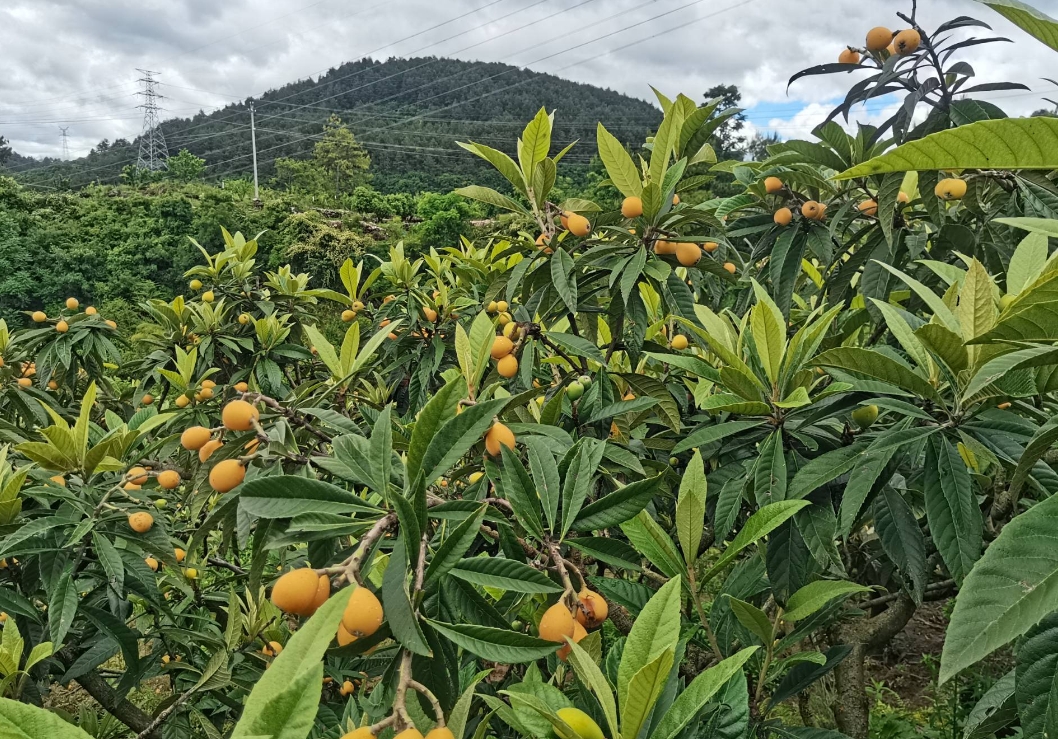 中國枇杷的黃金最佳原產地，為何這里獨領風騷？