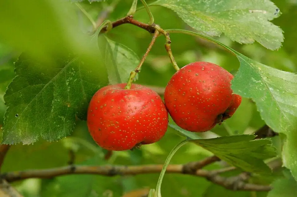 <strong>山楂樹上掛滿金珠，枝頭碩果累累，美味源自自然</strong>