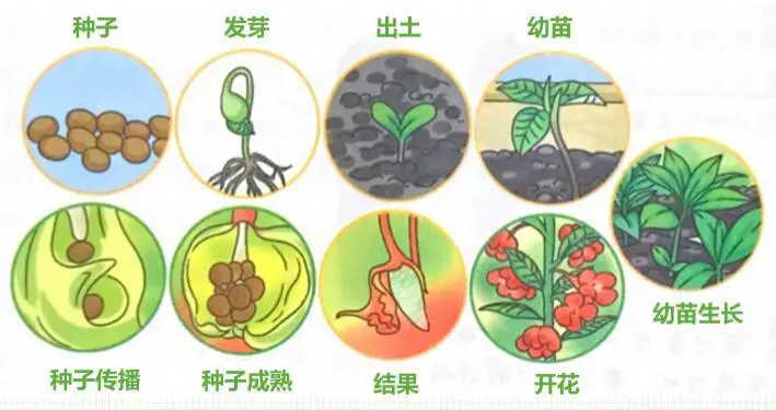 揭秘植物生長調節劑：五大門類，解鎖作物潛能的神奇鑰匙！