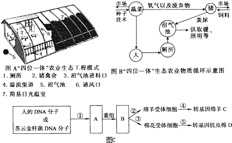 四位一體生態農業技術顛覆傳統，經濟效益與生態價值雙豐收的秘密！