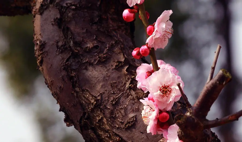 <b>梅花樹結果子的真相，揭露梅花王國的隱秘魅力</b>