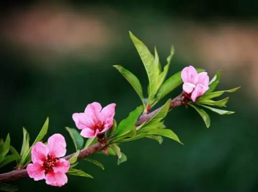 <b>桃花先開花后長葉，時(shí)間萬物順序背后的生態(tài)策略</b>