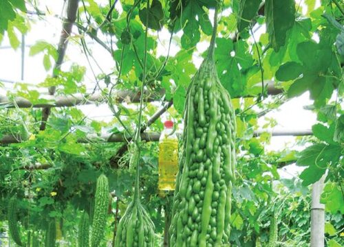 <strong>苦瓜原產地揭秘，從亞洲熱帶雨林到全球餐桌，解碼飲食文化地</strong>