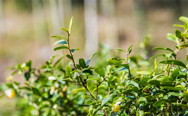 茶色生香-茶葉種植種類大盤點，圖片大全展現茶的色彩斑斕！