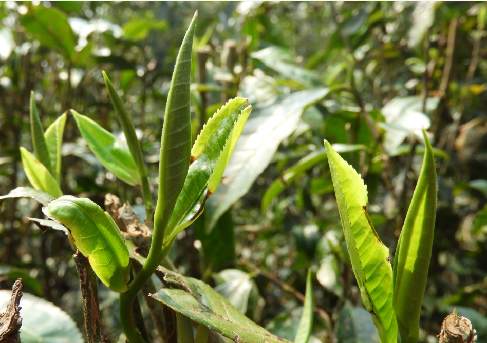 茶色生香-茶葉種植種類大盤點，圖片大全展現茶的色彩斑斕！