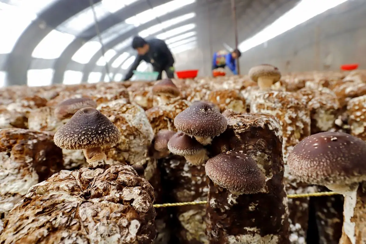 食用菌種植技術要點大公開，從選種到收獲，創造高產與品質的雙贏！