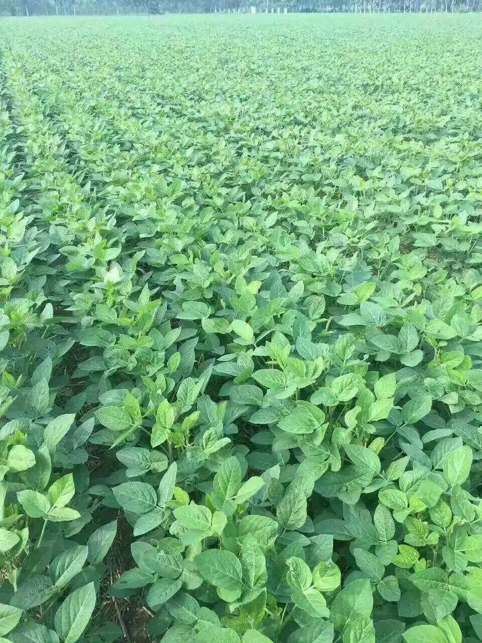 黑豆種植時間表：探索黑豆種植的播種良機，迎接秋天的豐厚回報！