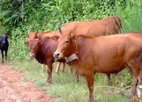 <b>夏季肉牛養殖寶典：從環境調控到飼料管理，確保每一頭牛都能輕松應對高溫挑</b>