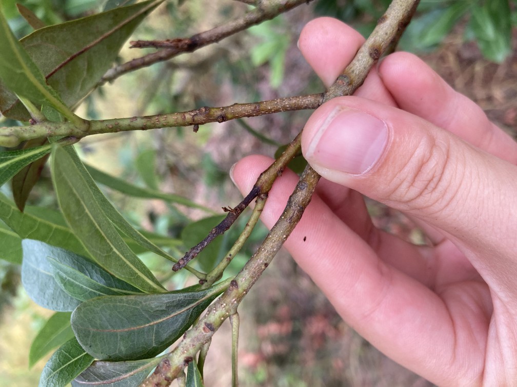 楊梅枝葉枯萎病肆虐？一招教你逆轉乾坤，重煥生機！