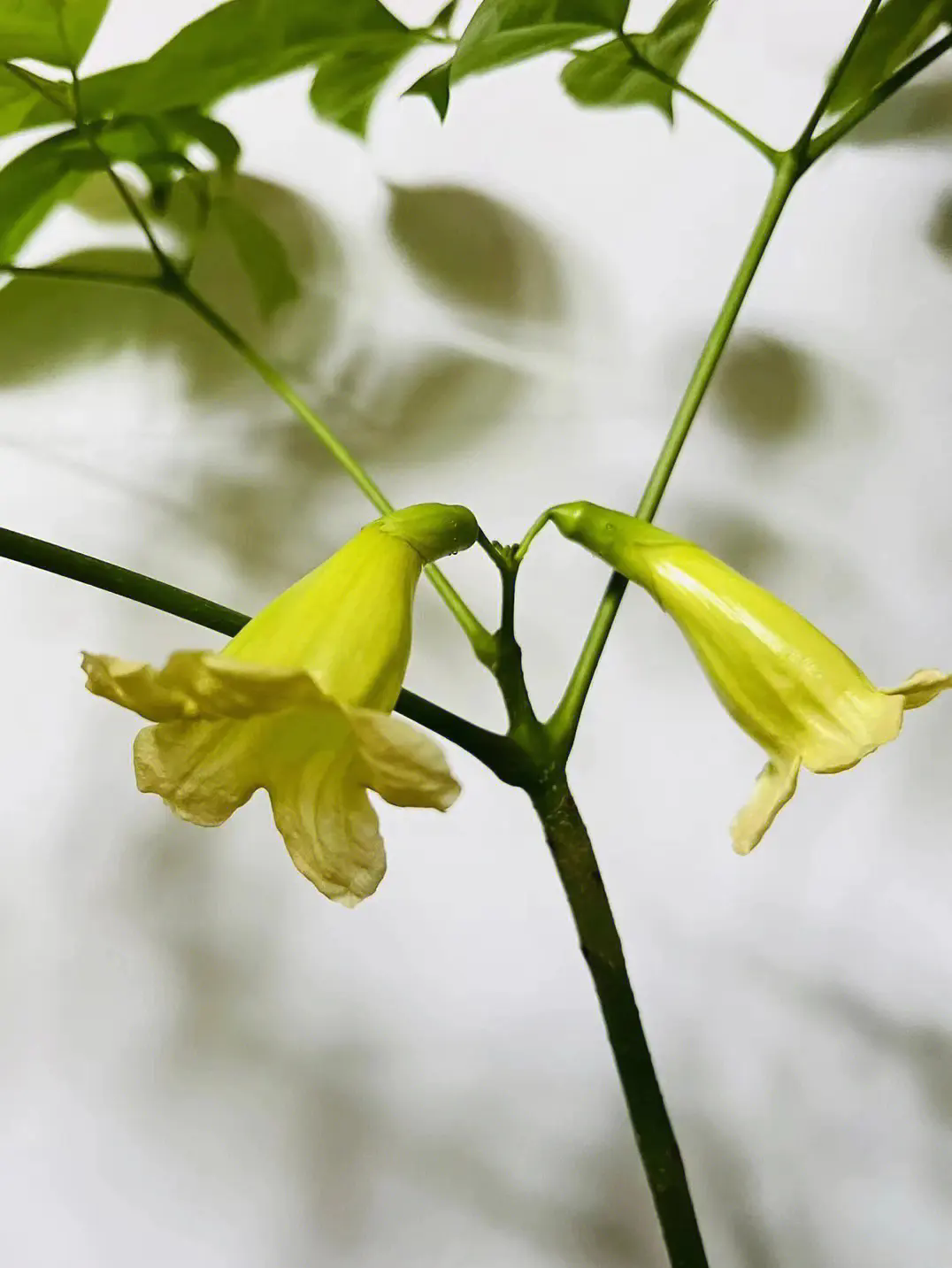 綠意中的奇跡：幸福樹開花結(jié)果養(yǎng)護秘籍首度公開