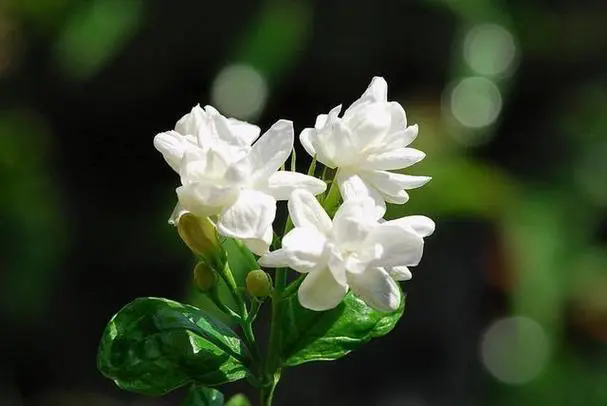 <b>茉莉花養殖，喜陰還是喜陽的秘密，探索光照與香氣的不解之緣</b>