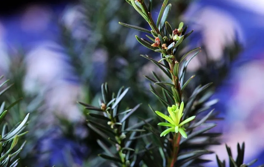 <b>自然奇觀紅豆杉開花紀實，每一瞬都是生命的奇跡</b>