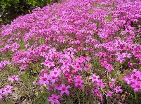 <strong>福祿考多年生的優(yōu)雅植物，多年相伴續(xù)寫生命的故事</strong>