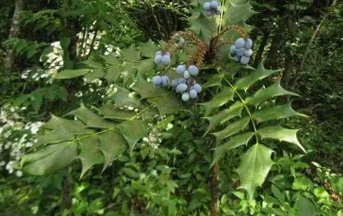 十大功勞別名揭秘，一葉知秋，黃天竹、土黃柏，名號背后的植物傳奇