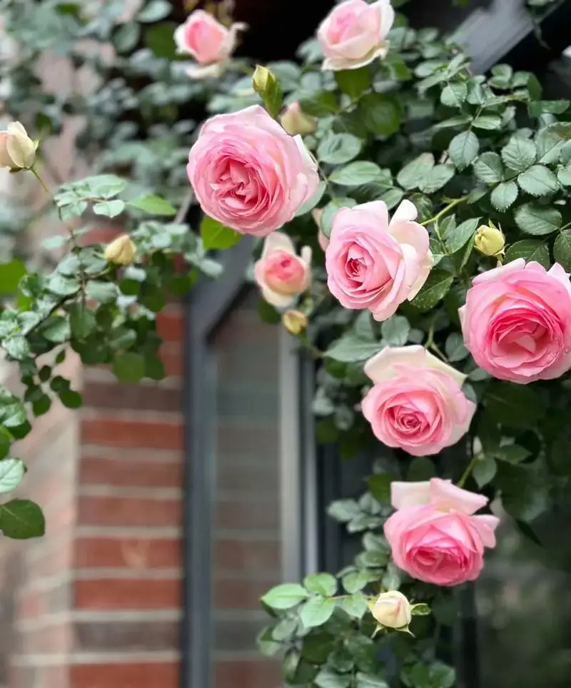 四季花語藤本月季花養殖管理要點，保持持續魅力的不二法門