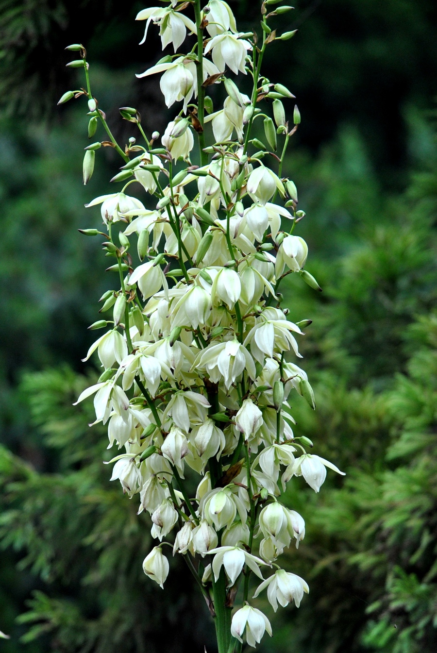 鳳尾蘭開花時(shí)間日記：記錄三月至五月的每一步成長(zhǎng)，共赴一場(chǎng)花海盛宴