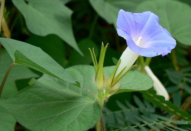 <strong>牽牛花是不是喇叭花？牽牛花的學名探秘兩者在花卉界的稱呼與</strong>