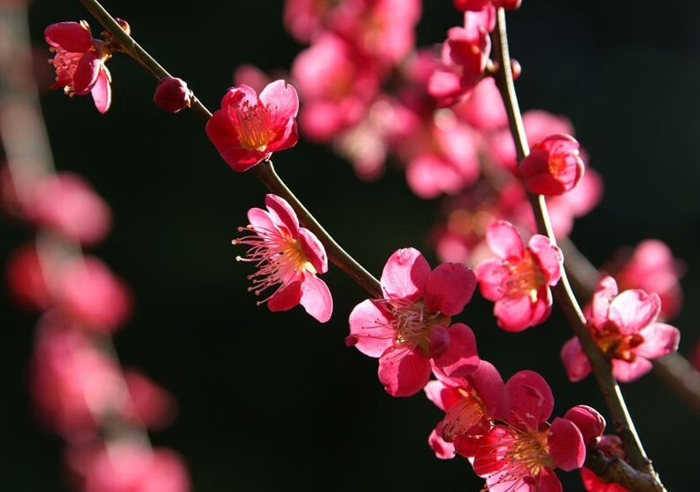 <strong>梅花冬日開花魔法：寒冷環境下的生長奇跡，解析其開花習性的</strong>