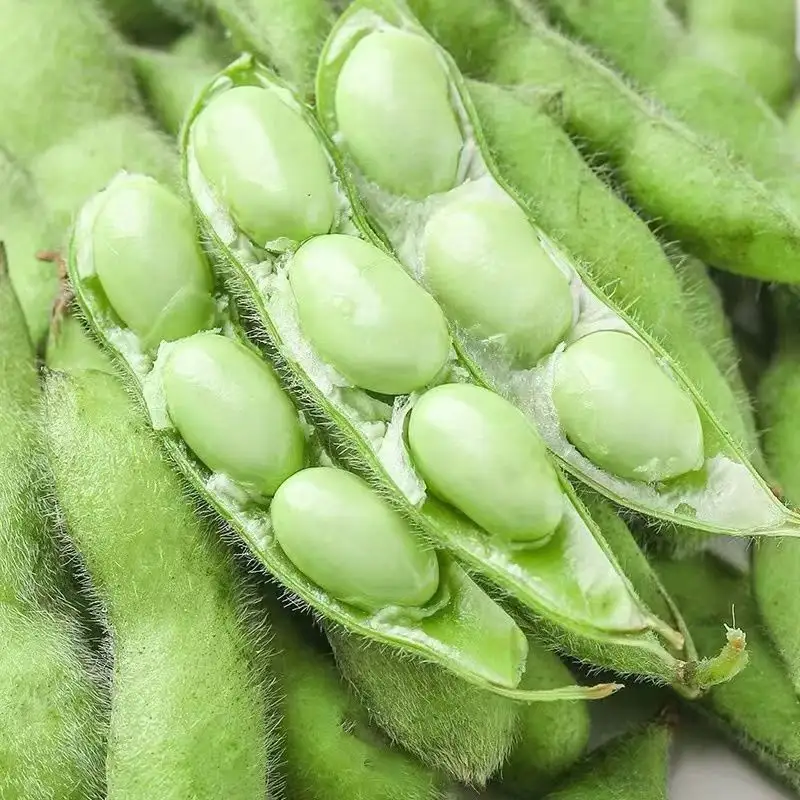 毛豆的收貨成熟季節故事，夏季餐桌上的綠色佳肴