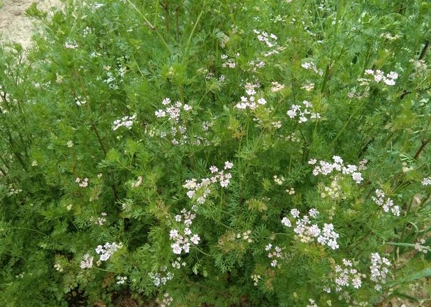 <strong>香菜會開花結種子嗎？植物學角度下的香菜繁殖奧秘</strong>