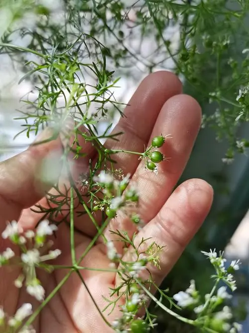 香菜會開花結種子嗎？植物學角度下的香菜繁殖奧秘