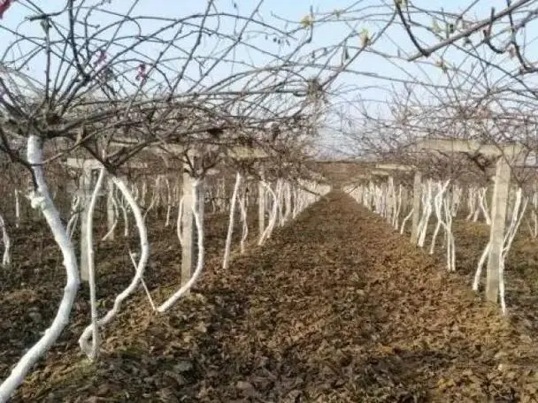 獼猴桃秋季刷桿管理技術，構建健康樹體，迎接提升果實品質