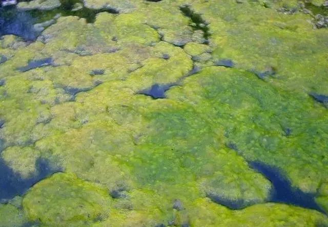 青苔危害和構(gòu)建多防線防治，從物理清除到生物抑制，保障果林綠色透氣