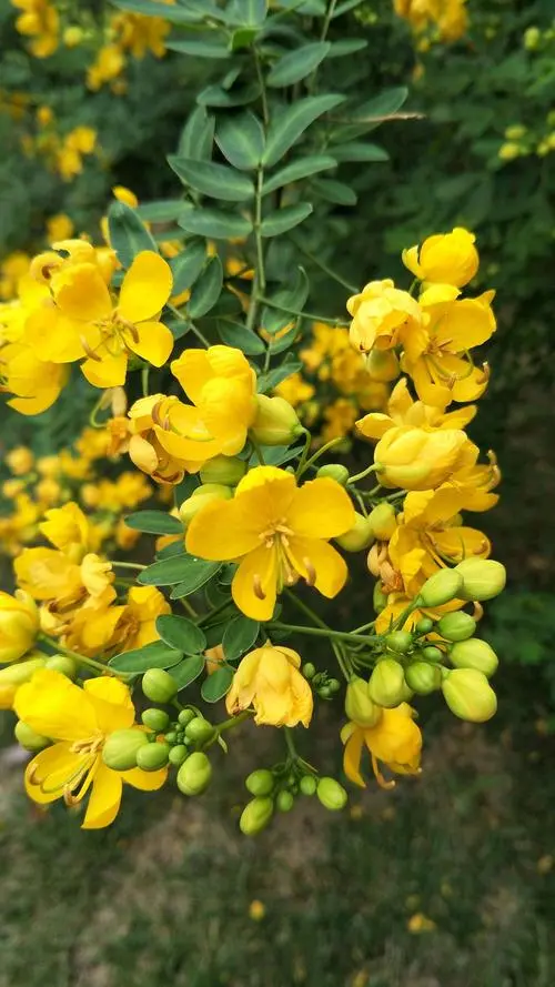 粉花決明花語：溫柔的宣言，傳遞溫柔情感的使者