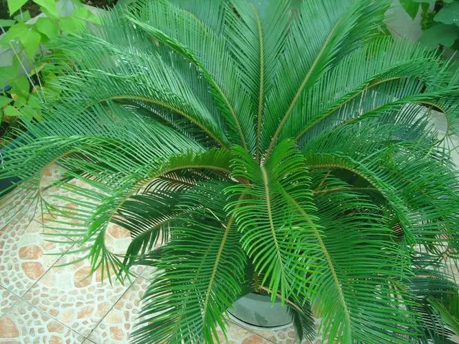 鐵樹是樹嗎？揭秘鐵樹的名樹卻非樹的植物學分類身份