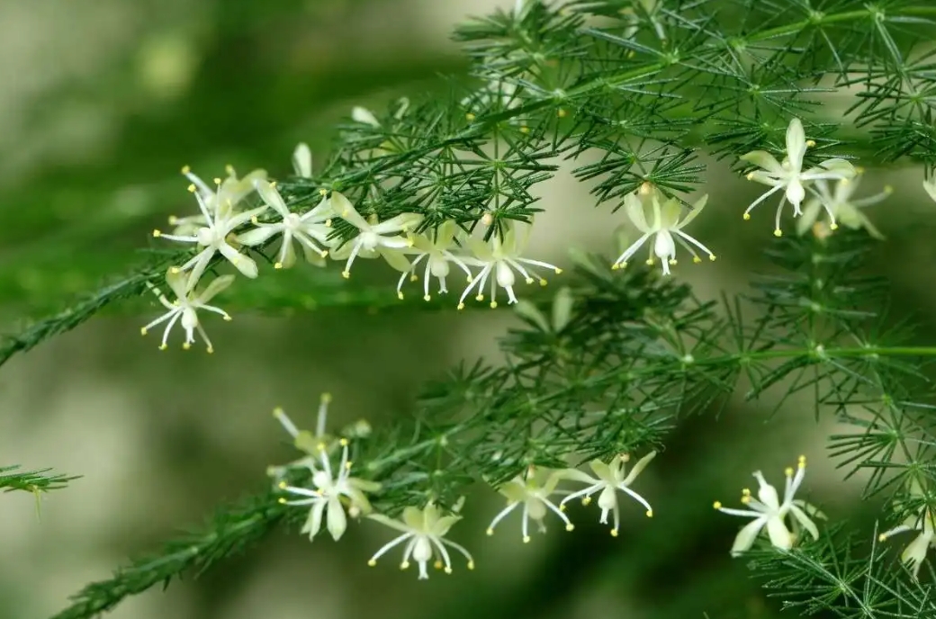 <strong>文竹會開花嗎？文竹隱藏的開花秘密，這份美值得你等待！</strong>