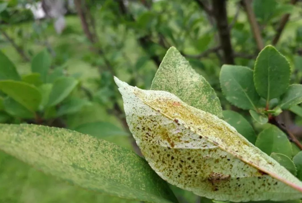 <strong>綠化植物養(yǎng)殖：病害發(fā)生的原因揭秘讓城市綠意更持久</strong>