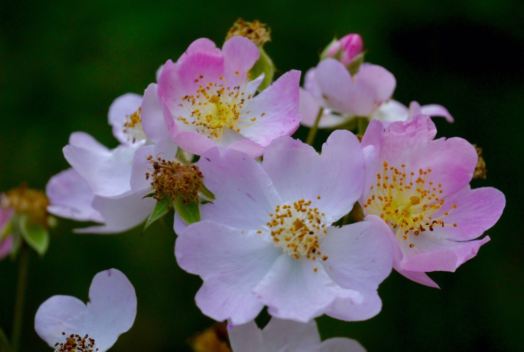 <strong>七姊妹花與薔薇關系，七姊妹花竟是薔薇花的“姐妹”？</strong>