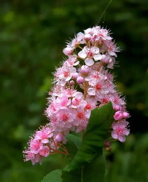 柳葉繡線菊開花花期6--8月的夏日花海觀花觀葉佳品