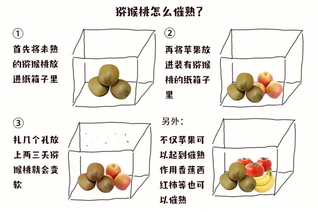 獼猴桃快速催熟秘籍法，解鎖美味讓味蕾不再等待