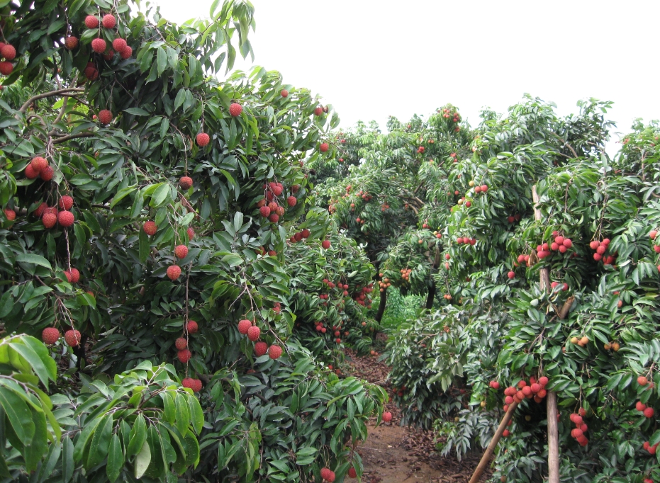 荔枝樹種植視角：哪些地區適宜種植荔枝“甜蜜”的土地