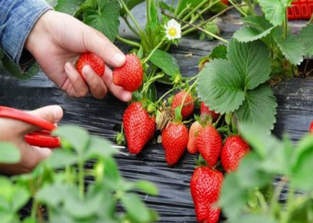 <strong>草莓種植新手必看，掌握最佳時機，暢享豐收滿滿甜蜜喜悅</strong>