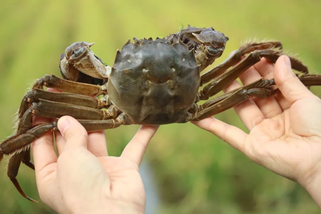 河蟹養(yǎng)殖新挑戰(zhàn)：顫抖病癥狀識(shí)別與綜合防治方案