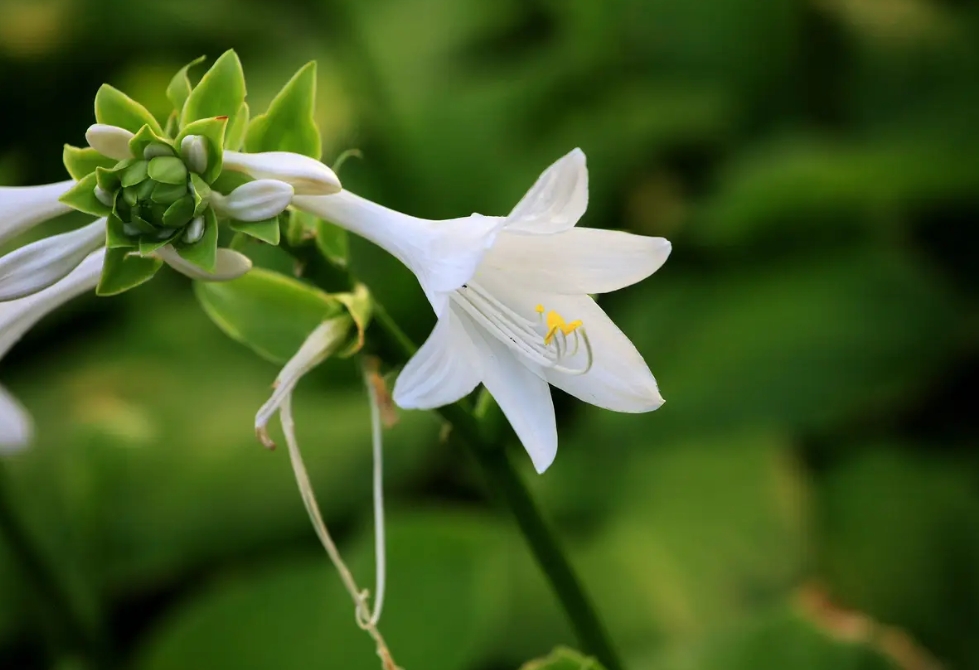 探秘玉簪花開月，一睹夏日清新之美