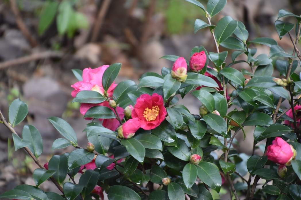 茶梅是茶花還是梅花？一花兩世界破解茶花與梅花之間的真相與誤會！