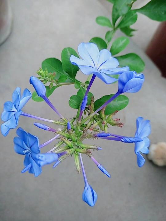 藍雪花喜水嗎?藍雪花養護指南，綻放迷人藍花？