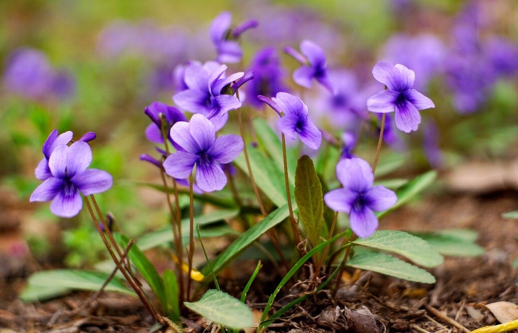 錯過等一年！紫花地丁種植黃金時間搭配科學種植法，花開滿園