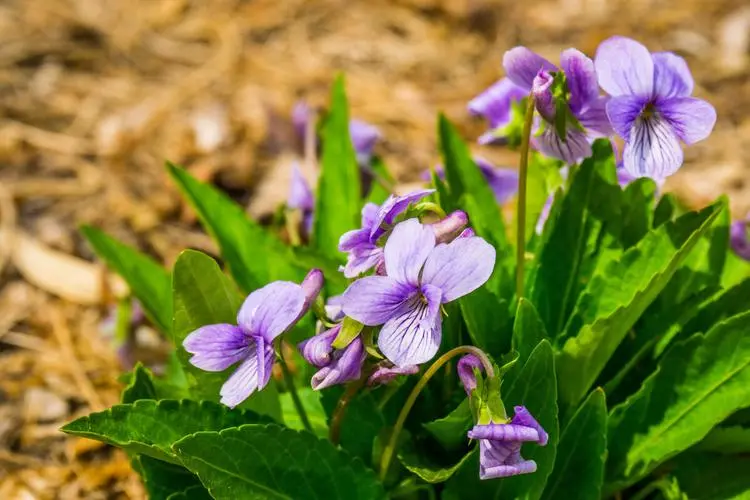 錯過等一年！紫花地丁種植黃金時間搭配科學種植法，花開滿園不是夢