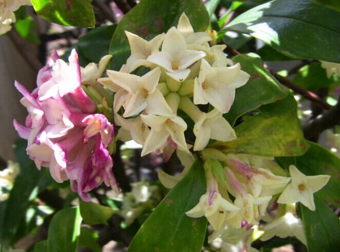 一花一世界，一香一傳奇——深入探索瑞香花的芬芳之源！