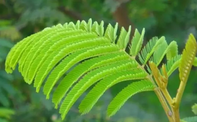 夜幕下的秘密-含羞草為何夜晚會閉葉？揭秘含羞草的神奇現(xiàn)象！