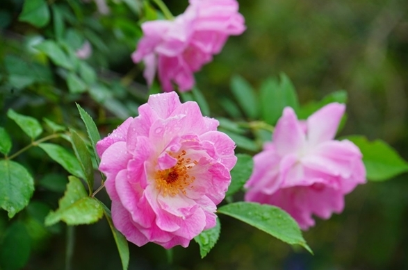 薔薇花開花盛宴：揭秘薔薇花綻放時間，共赴一場視覺與嗅覺的