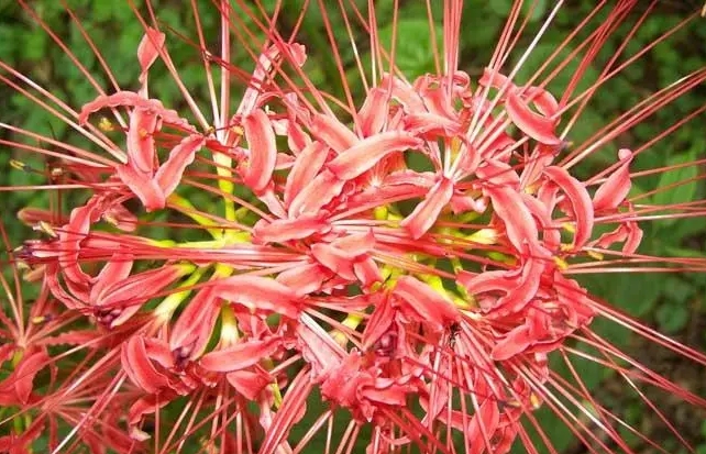 彼岸花開彼岸時，彼岸花最佳移栽時間助你輕松打造神秘花園！